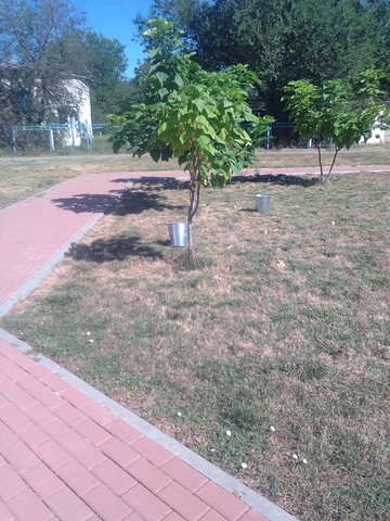 trava 4