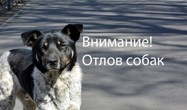 otlov sobak50
