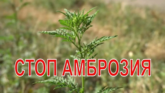 photo 5398111311218469634 y